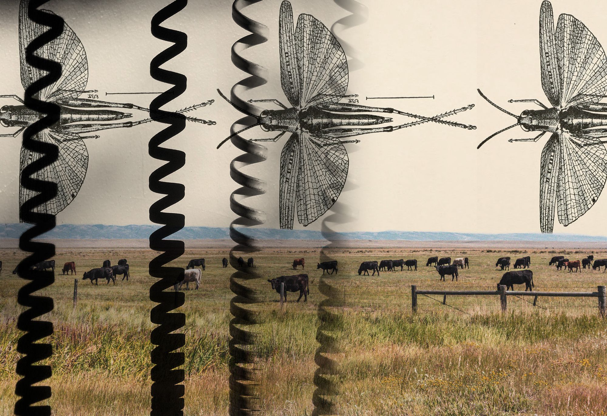 (Source images: Internet Archive Book Images, Bill Dickinson, Sharon’s outlook/Creative Commons) Photo of cattle grazing w/mountains in distance overlayed by black spiral phone cords & diagrams of grasshopppers
