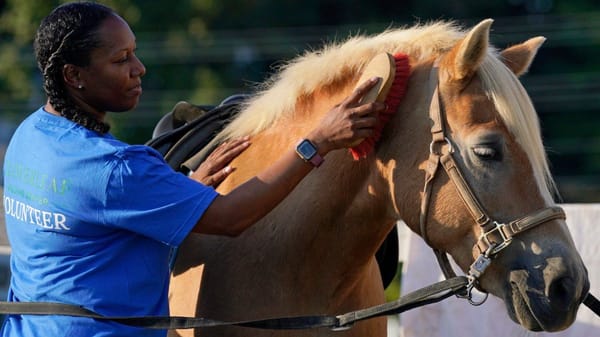 A Black woman with braids uses a red brush to grooms a tan horse with a blond main wearing a halter