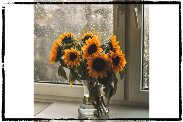 Photo of a vase full of sunflowers in front of a window with rain outs