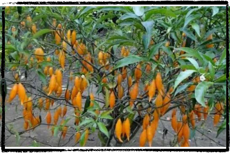 Photo of an African plant w/narrow, green leaves and orange, fruit hanging that looks similar to jalapeños