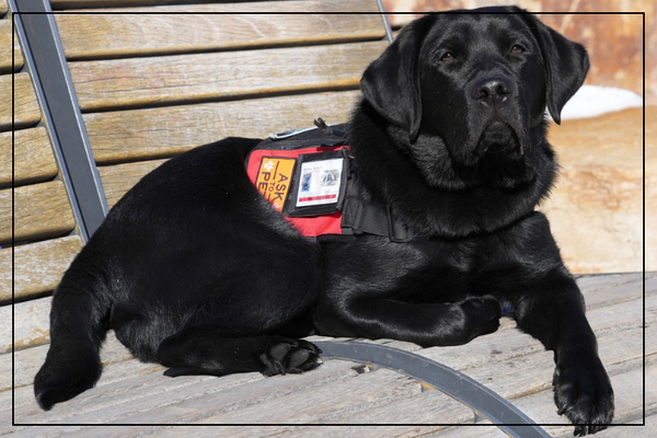 A black labrador dog wearing a red vest lays on a park bench